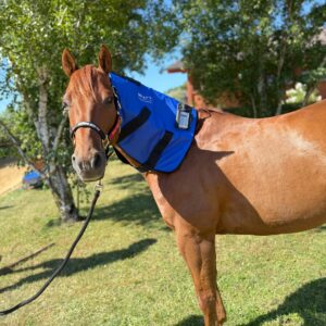 SWIT® Hybrid Neck Applicator with Neurobalance system for horses.